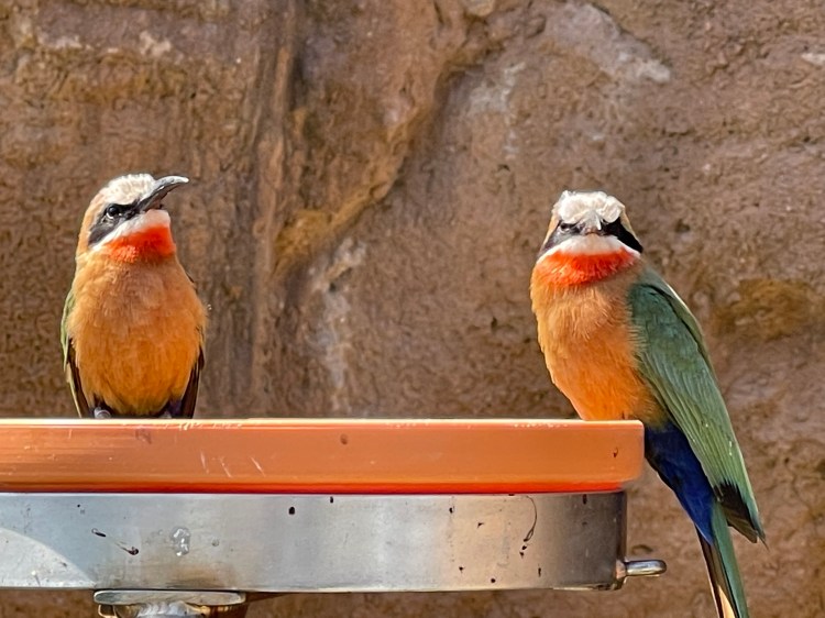 Finding Relaxation at the&nbsp;Zoo