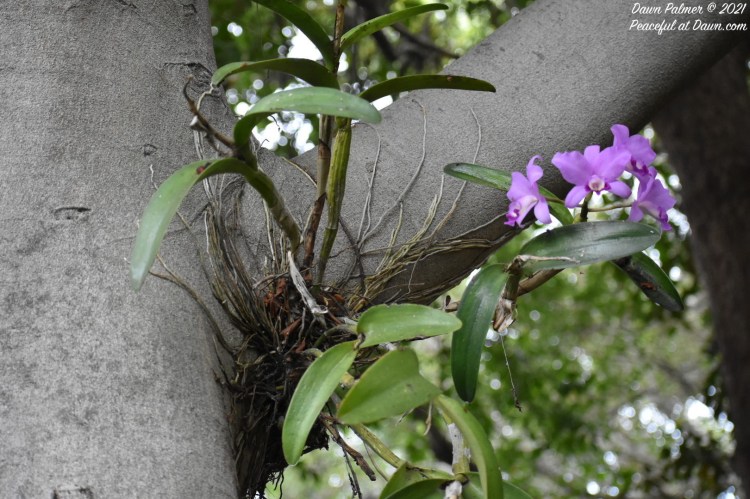 FOTD – Orchid in a&nbsp;Tree