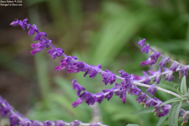 Macro Monday – Purple Salvia