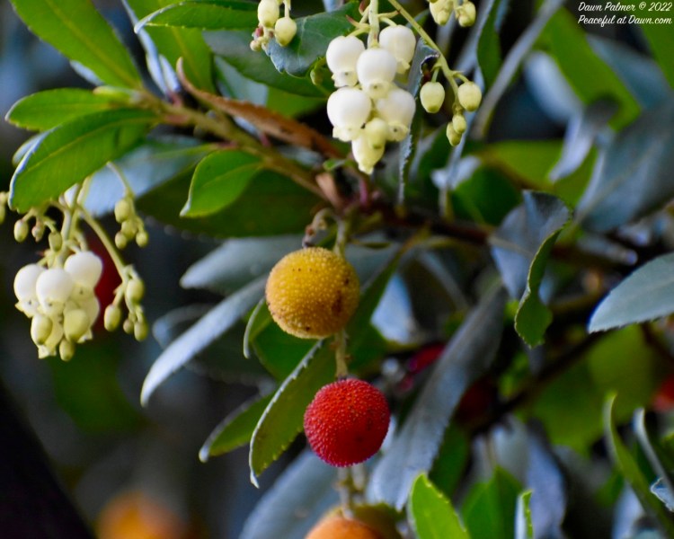 FOTD–January 28, 2022: Italian Strawberry Tree from&nbsp;1909