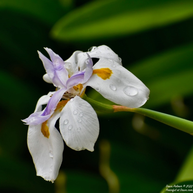 FOTD – April 28, 2022: Wild Irises