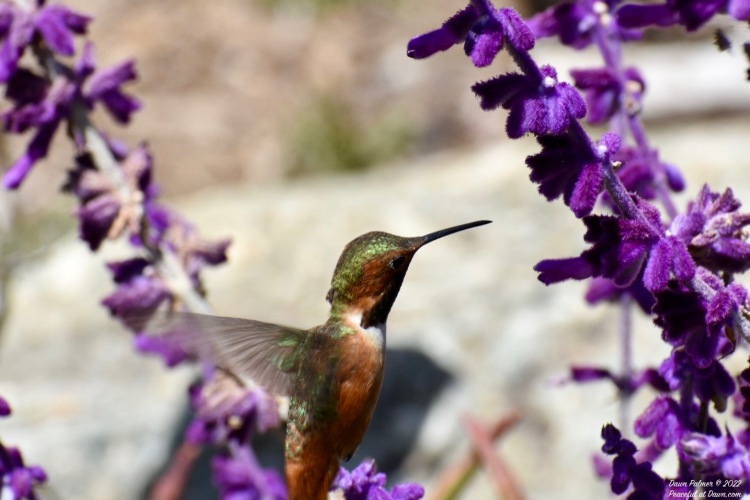 FOTD – May 9, 2022: Rufous Visiting Purple Salvia