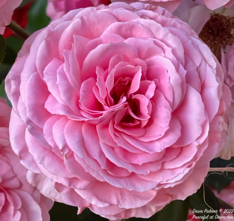 FOTD – May 16, 2022: Pink Roses