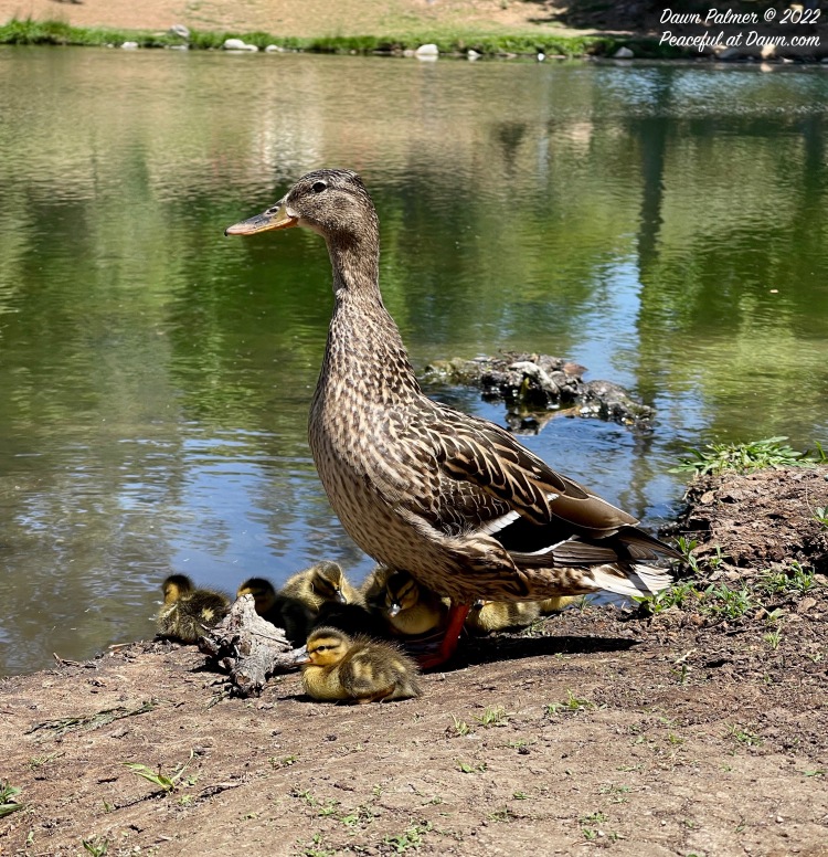 Wordless Wednesday – May 18, 2022: Baby Ducks