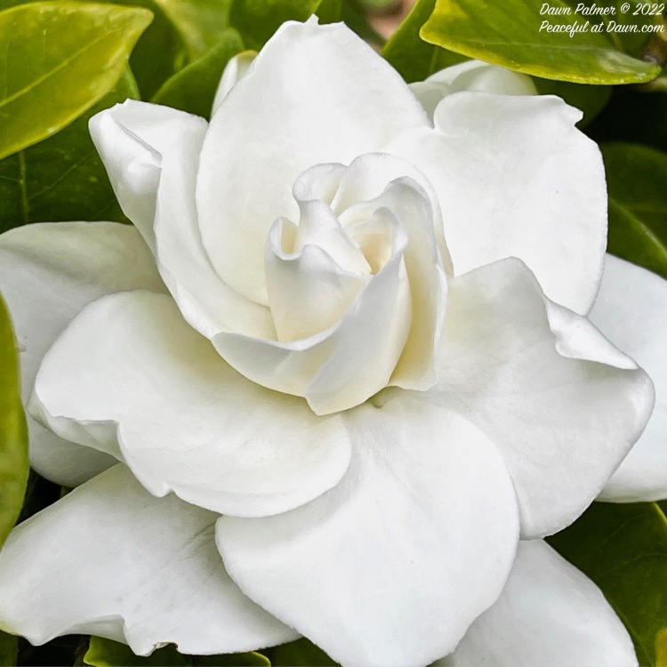 FOTD – Macro Monday Camellia