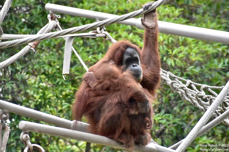 CFFC – Man-Made Items: Orangutan Conservation