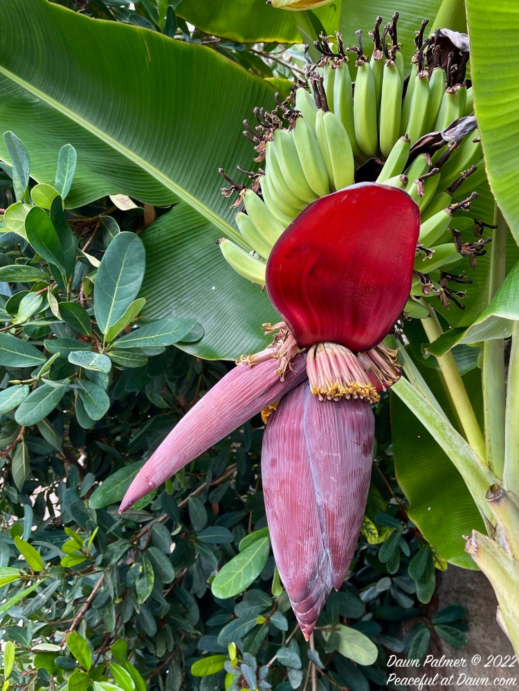 FOTD – August 29, 2022: Banana Tree Flower