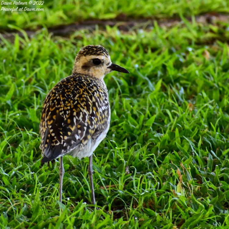 CFFC – Birds of Hawaii