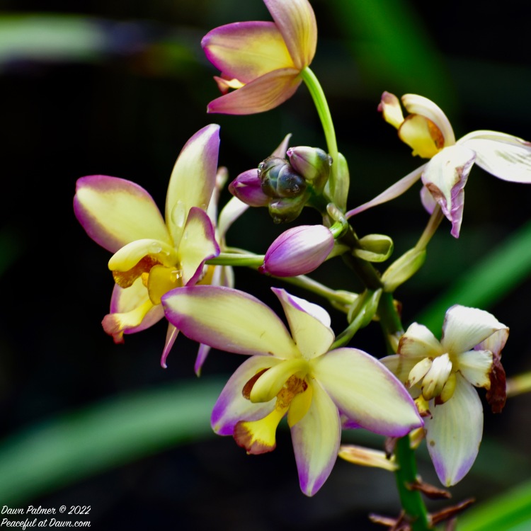 FOTD: Orchids in Hawaii