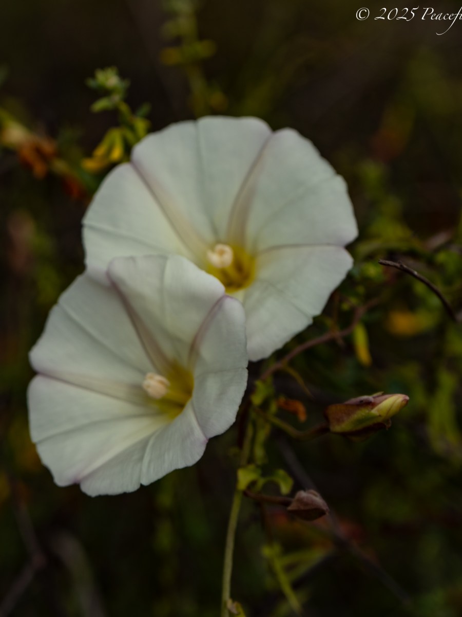 Flower of the Day – Morning&nbsp;Glories