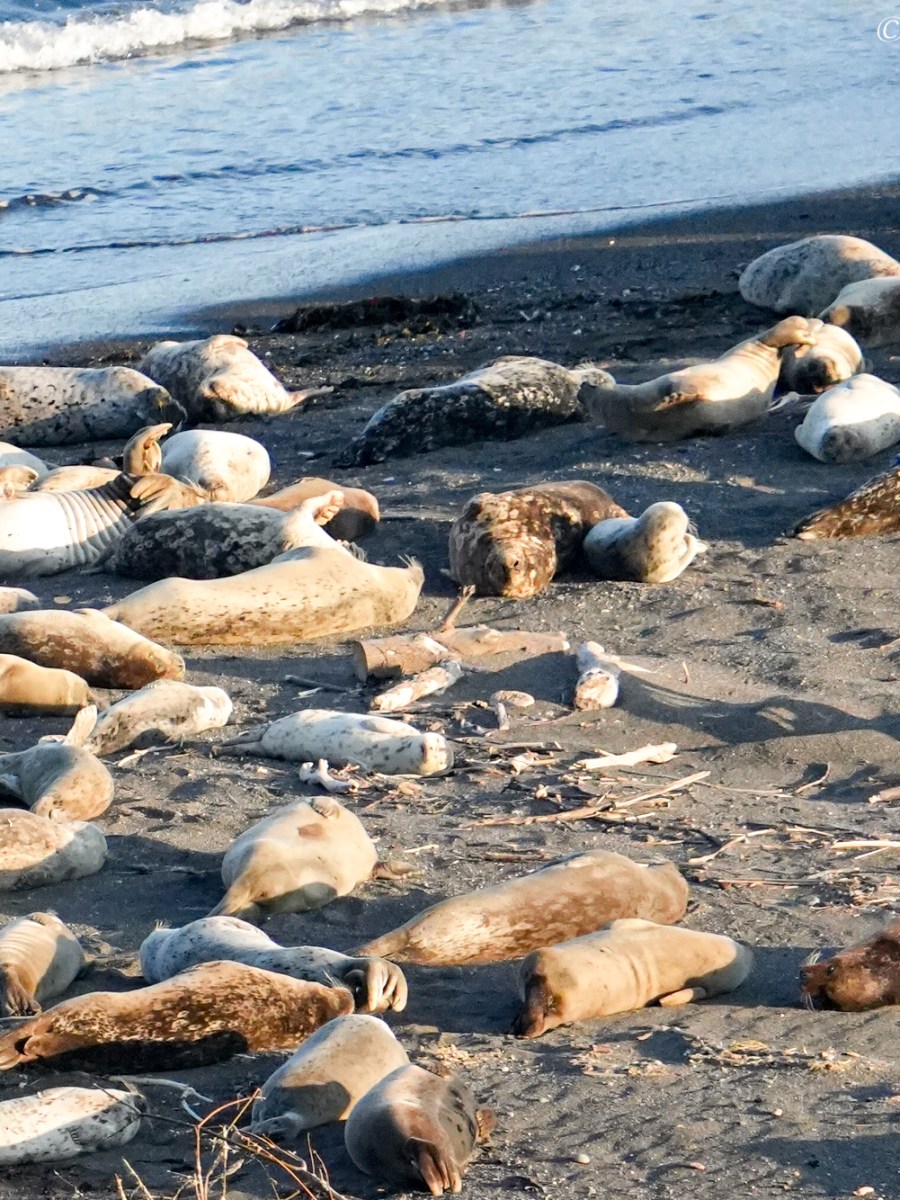 Sea Lions at Russian River: Safe Harbor in Jenner,&nbsp;CA