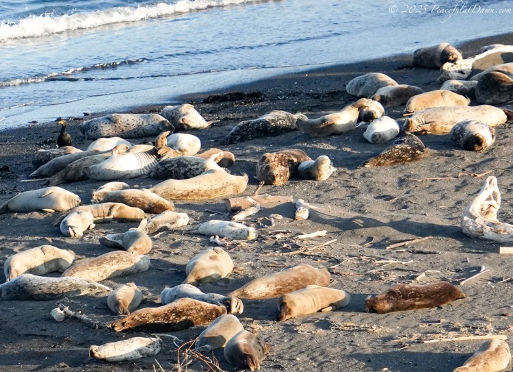 Sea Lions at Russian River: Safe Harbor in Jenner,&nbsp;CA