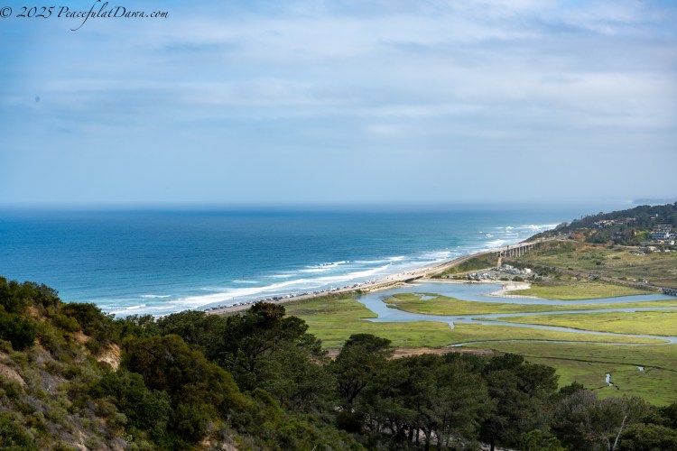 Exploring Torrey Pines: A Hidden Gem in&nbsp;California