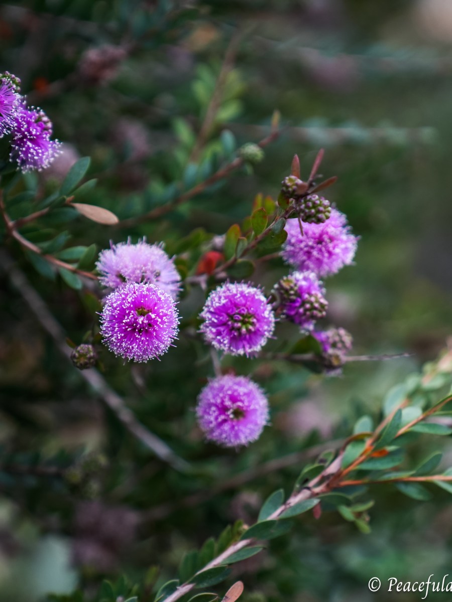 FOTD: Discover Showy Honey-Myrtle Blooms in Laguna&nbsp;Beach