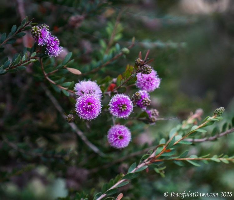 FOTD: Discover Showy Honey-Myrtle Blooms in Laguna&nbsp;Beach