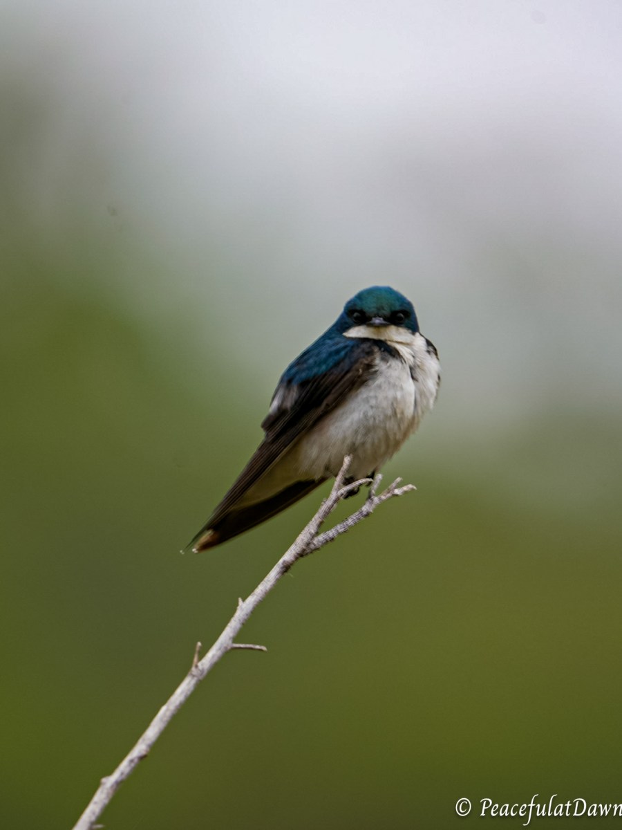 Macro Monday at San Joaquin&nbsp;Marsh