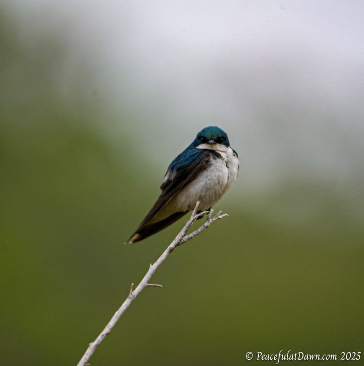 Macro Monday at San Joaquin&nbsp;Marsh